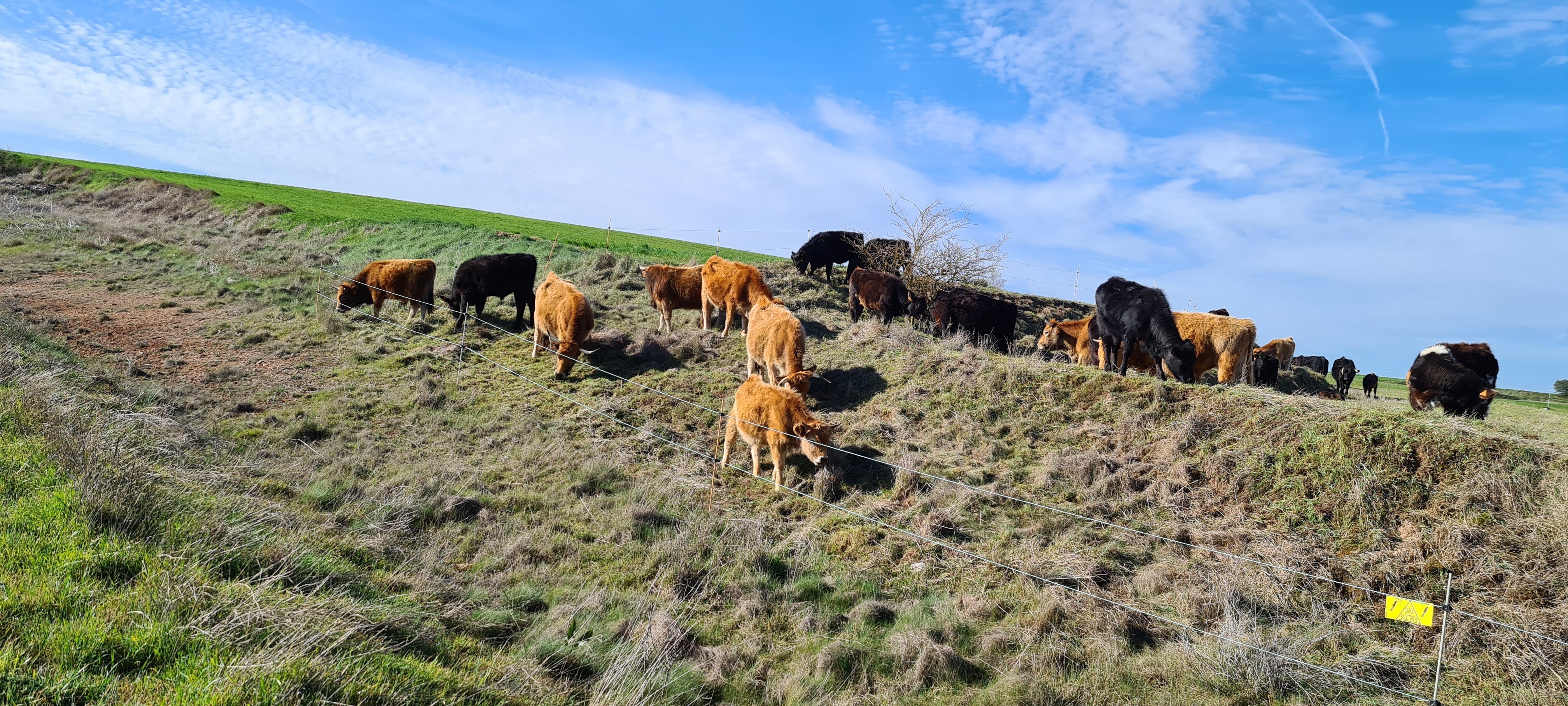 Las vacas en el campo