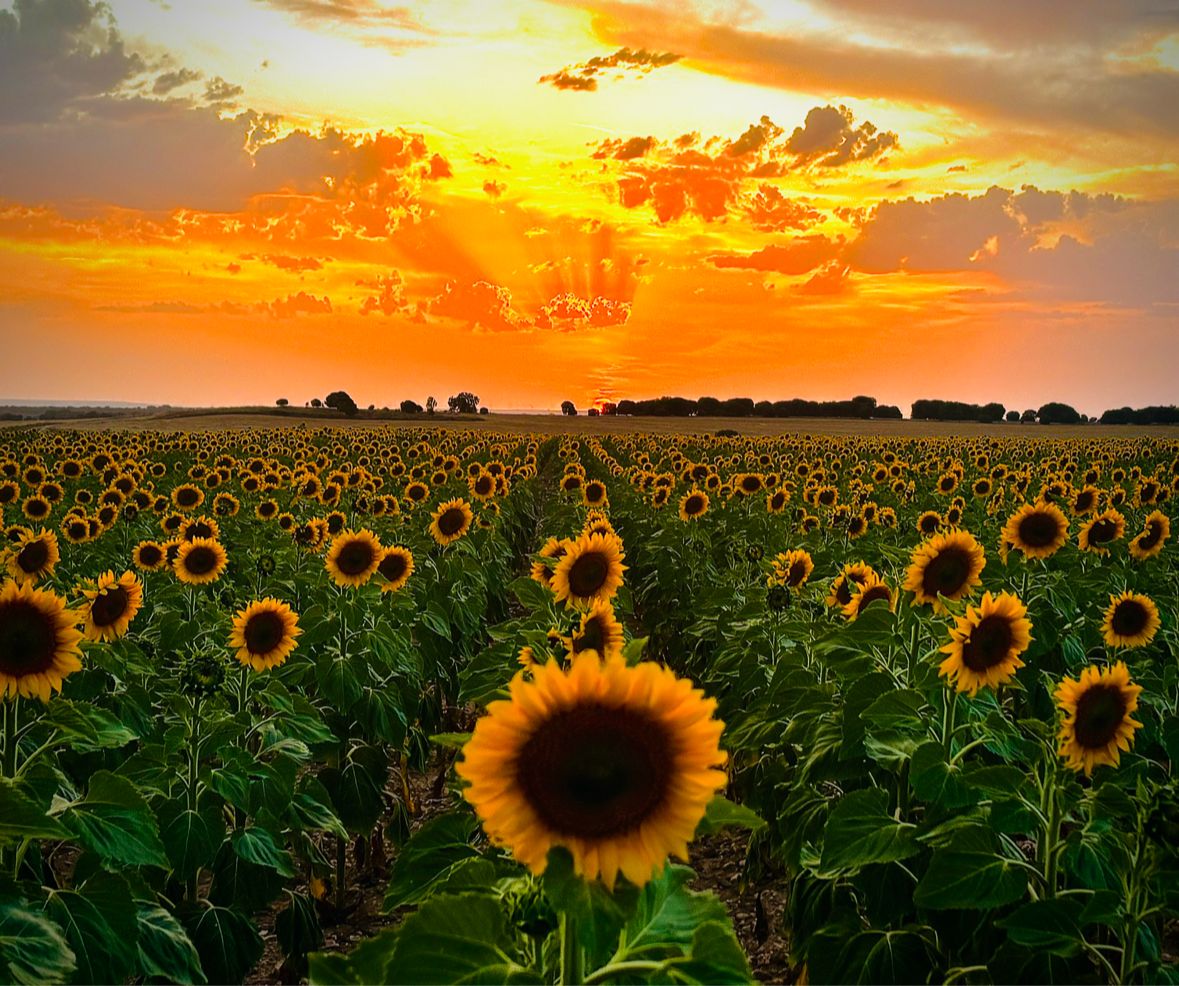 Imagen ganadora en el Concurso de fotografías de Çafael