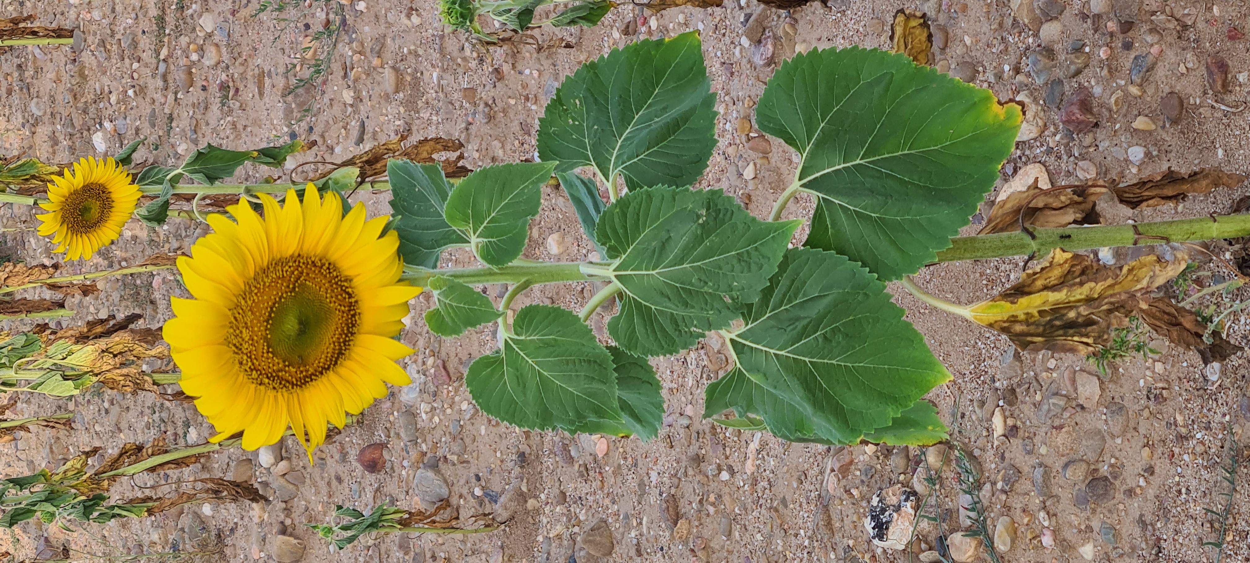 Girasol