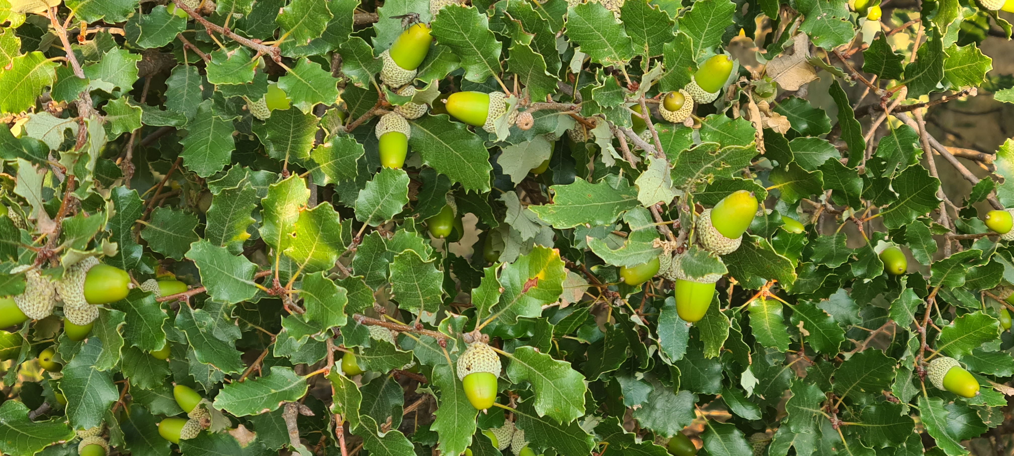 Bellotas.