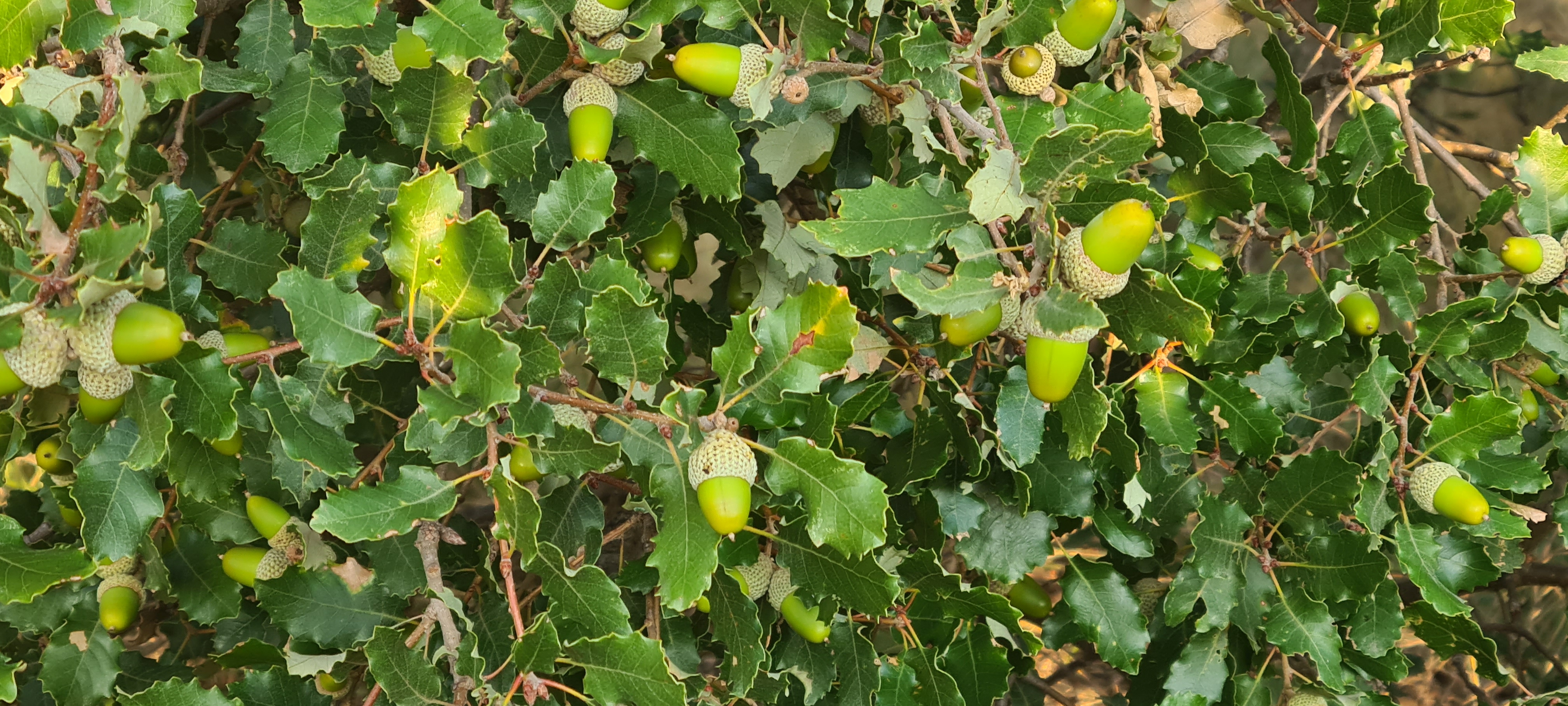 Bellotas